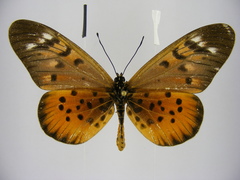 Acraea pharsalus