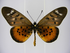Acraea pharsalus