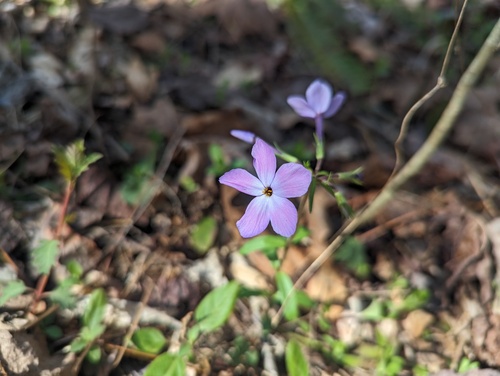 Phlox stolonifera