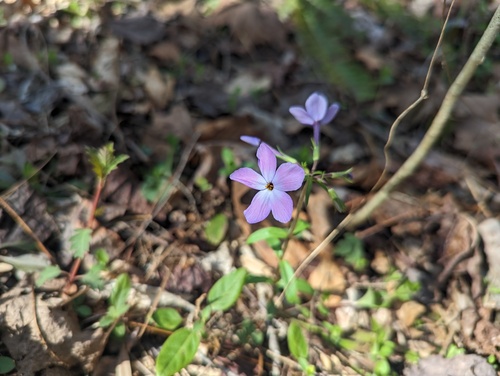 Phlox stolonifera
