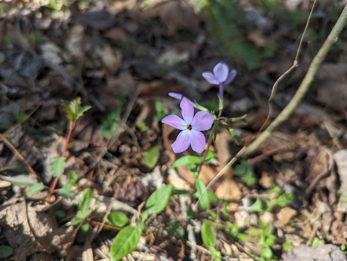 Phlox stolonifera