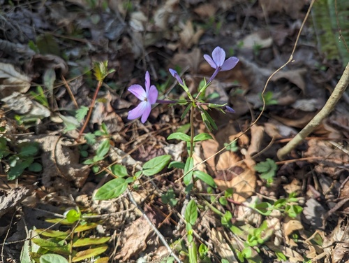 Phlox stolonifera