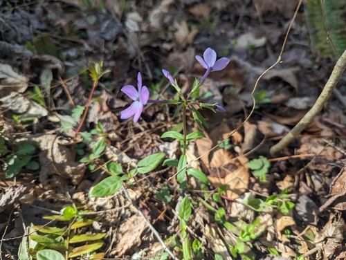 Phlox stolonifera