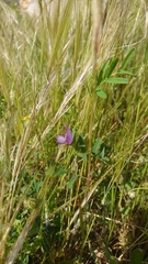 Vicia peregrina