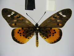 Acraea pharsalus