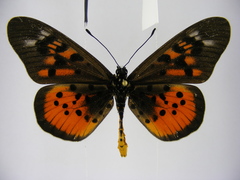 Acraea pharsalus