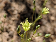 Eremogone macradenia