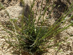 Eremogone macradenia