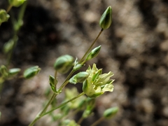 Eremogone macradenia