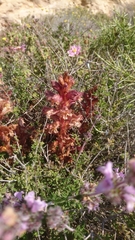 Orobanche alba