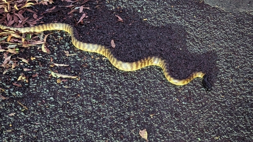 Black-headed Python sighting