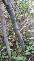 Vanilla