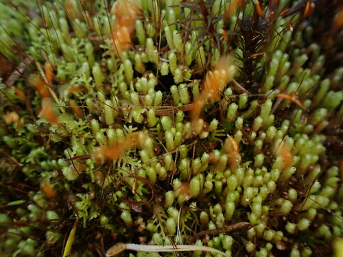 Isotachis montana