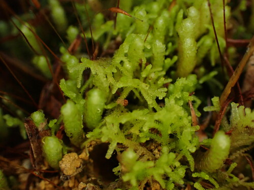 Lepidozia pumila