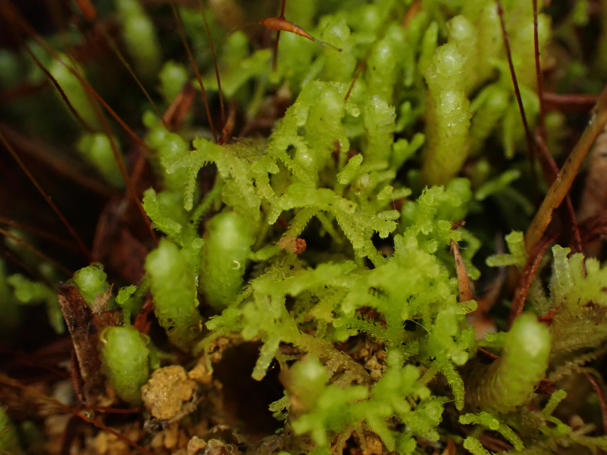 Lepidozia pumila