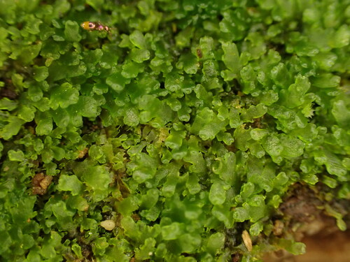 Riccardia nitida