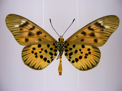 Acraea pharsalus