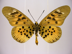Acraea pharsalus