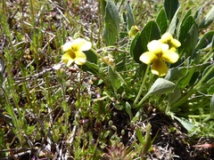 Viola purpurea