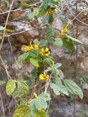 Rhynchosia reticulata observed 2024-03-11