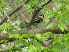 Setophaga coronata coronata × auduboni