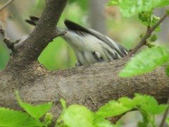 Setophaga coronata coronata × auduboni