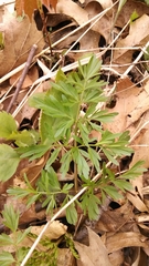 Perideridia americana