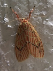 Barsine striata