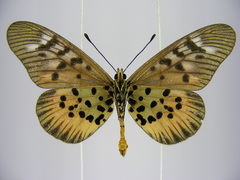 Acraea pharsalus