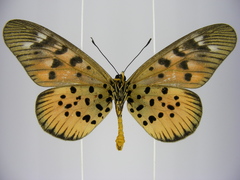 Acraea pharsalus