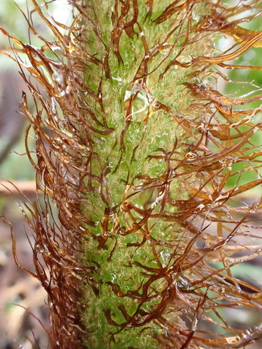 Ctenitis latifrons