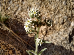 Oreocarya suffruticosa setosa