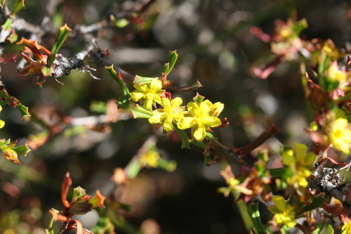 Image of Hibbertia racemosa by (c) Benjamin Anderson, some rights reserved (CC BY)