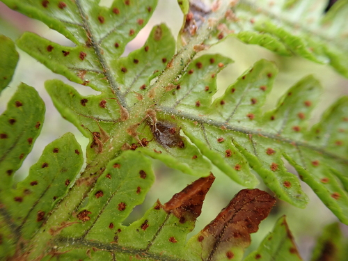 Ctenitis latifrons