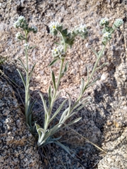 Oreocarya suffruticosa setosa