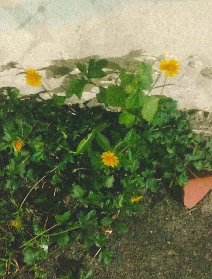 Sphagneticola trilobata