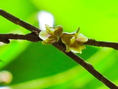 Nemaconia striata