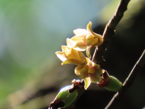 Nemaconia striata, photograph 1