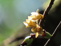 author not stated, no rights reserved Nemaconia striata, photograph author not stated, no rights reserved