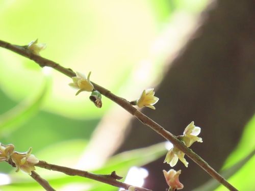 Nemaconia striata, photograph 2