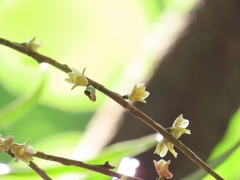 author not stated, no rights reserved Nemaconia striata, photograph author not stated, no rights reserved