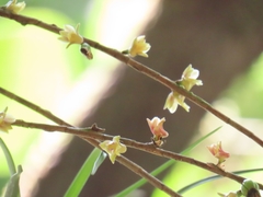 author not stated, no rights reserved Nemaconia striata, photograph author not stated, no rights reserved