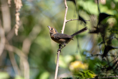 Red-Breasted Chat photo 5