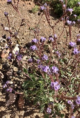 Phacelia bombycina