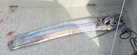 Poey's Scabbardfish