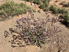 Phacelia bombycina