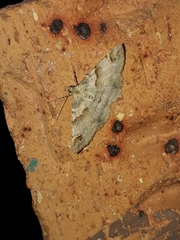 Syneora hemeropa