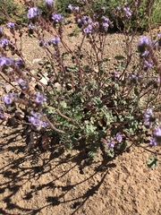 Phacelia bombycina