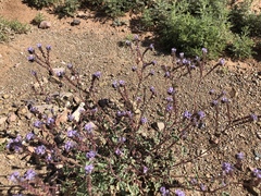 Phacelia bombycina