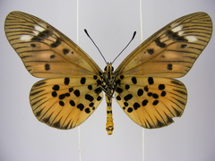 Acraea pharsalus